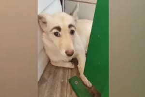 いたずら書きかと思ったら・・・保護されたワンコに眉毛があるように見えたけど、実は模様でした！！