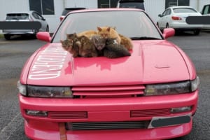 シルビニャはあたたかいニャ～ ボンネットの上で暖をとる大量のニャンコ！その後、数は増えて・・