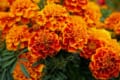 あいみょんの歌にも込められたマリーゴールドの花言葉とは?