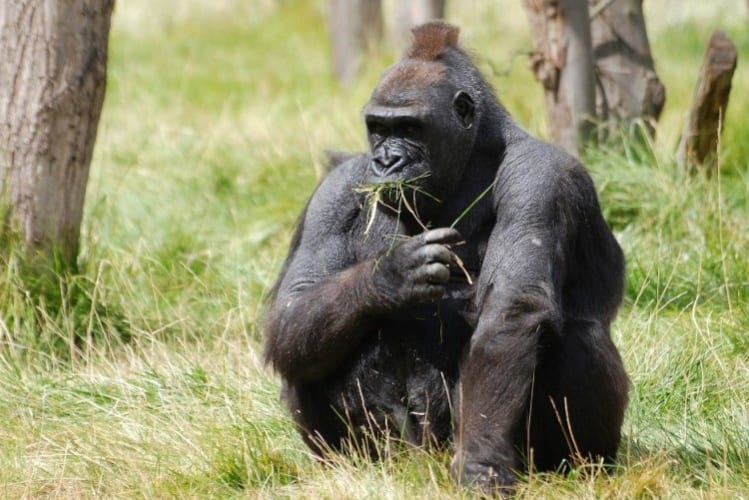 動物界最強の握力を持つ！？4種類のゴリラの生息地と特徴まとめ