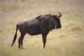 「ヌ―」とはどんな動物?群れで大移動をすることは知られているけれど・・、意外な一面に驚き!