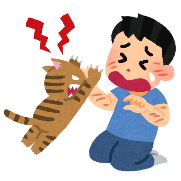 cat