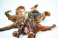 タコは実は心臓3つに脳が9つもある超ハイスペック生物!祖先は地球外生物説も!