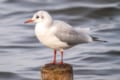 交通機関の名前にもなった東京都の鳥「ゆりかもめ」とはどんな鳥?夏と冬ではまるで別の鳥