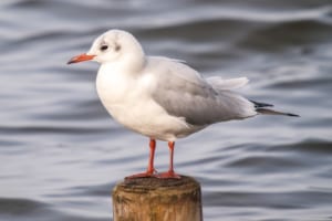 交通機関の名前にもなった東京都の鳥「ゆりかもめ」とはどんな鳥？夏と冬ではまるで別の鳥