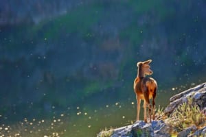 【動物の寿命図鑑】寿命が長い動物ランキングをご紹介！