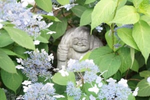 甘茶って知ってる？超甘いのにノンカロリー！お釈迦様とも関係の深いお茶