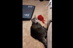 ハッ！見られてたニャン！！いたずらが見つかったときのニャンコの反応が超かわいい