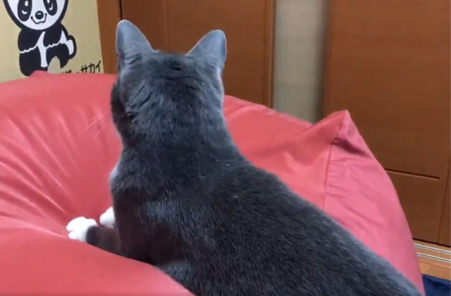 nyanko