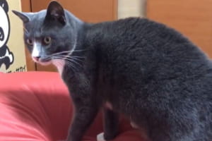 「こ、これはニャンだ？」クッションの触り心地に戸惑うニャンコの反応が面白かわいい！