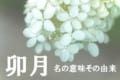 旧暦で4月を意味する「卯月(うづき)」、その由来は十二支の「卯」とはまた別物なんです!!