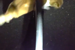 「痛いニャ～(泣)」家の近くで酷い当たり屋に出くわした。その犯人とは･･･