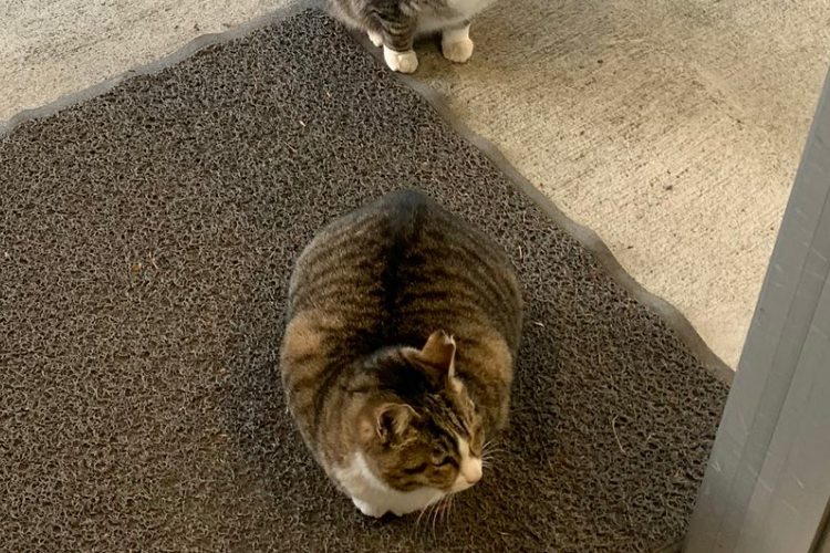猫アニメ制作中!?大学の駐車場でニャンコがコマ撮りみたいになっていた(笑)