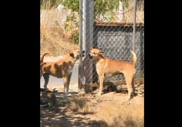 dog_kenka