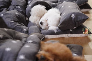 【犬の保育園】ちっちゃな布団に入ってお昼寝するワンコたちが超カワイイ！