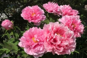 牡丹の花言葉や由来を紹介！百花王や花神など多くの別名を持つ花の中の花