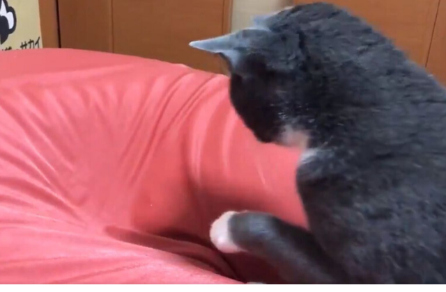 nyanko