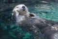 ラッコって本当にかわいい!見た目もだけど生態も可愛すぎ!
