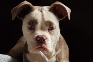 何をしててもションボリ感(笑) ちょっぴり悲しい表情に見えるワンコが可愛い