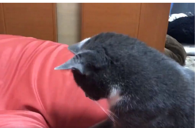 nyanko