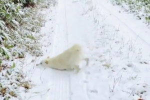 雪に大はしゃぎのキュートな新型除雪機！「性能よりも可愛さが売りだワン♪」