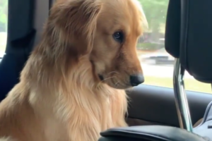 「終わってしまったワン‥」ビーチでたくさん遊んだ後のゴールデンレトリバーの表情がとても分かりやすい