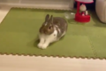 これはメロメロになる♪超絶カワイイうさぎのあくびに癒される人が続出!