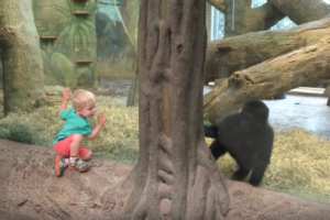 ざんね〜ん、こっちでした〜！2歳の子ゴリラと2歳の少年の追いかけっこがめちゃかわいい！