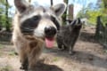 かわいいというイメージのあるアライグマは飼育出来ないってホント?飼育出来ないその理由とは