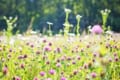 スコットランドの国花「アザミ」の花言葉は?日本では食用にもされる植物?