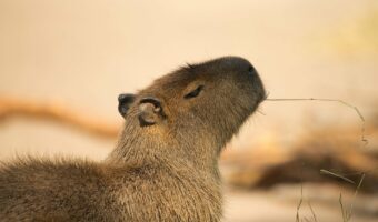 かわいい癒し系動物の「カピバラ」!その生態が意外で驚き!!