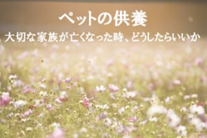 大切なペットが亡くなったら・・その時は何をしてあげたらいい？供養の方法についてご紹介