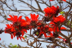 真っ赤な花を咲かせるデイゴ！沖縄の県花は台風を呼ぶ花？