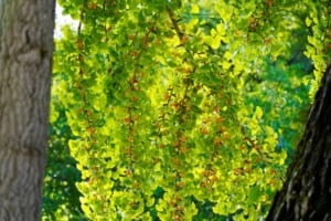 ほくほくで美味しい銀杏だけど・・食べすぎると中毒症状を起こす危険性が！？