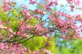 「ハナミズキ」とはどんな花?あの名曲にリンクするような花言葉も!