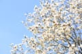 春の訪れを教えてくれる「こぶしの花」。名前の由来は「拳」から来た?