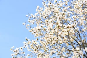 春の訪れを教えてくれる「こぶしの花」。名前の由来は「拳」から来た？