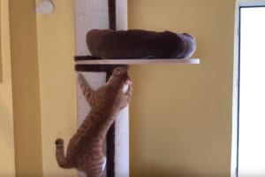 なんて賢いんだニャン！試行錯誤しながらベッドを重ねることに成功したニャンコが凄い！