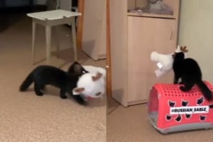 お気に入りのぬいぐるみを隠そうとするクロテンの行動が話題に「賢すぎる！」「知能犯だ （笑）」