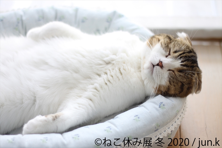 猫好きにはたまらニャイ!大人気の「ねこ休み展」冬の本祭が過去最大規模で開催!