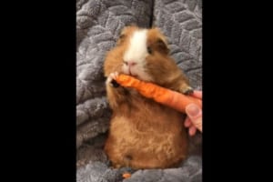 座ってニンジンをかじかじするモルモットが激カワ！でもモルモットの食事ってこんな感じだっけ？