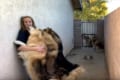 見た目はワイルドで大きな狼犬。飼い主に甘えまくる様子が可愛すぎると話題に!