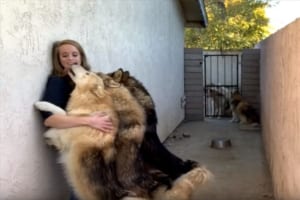 見た目はワイルドで大きな狼犬。飼い主に甘えまくる様子が可愛すぎると話題に！