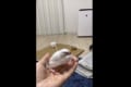 荷造りの時は鳥の手も借りたい・・飼い主の思いに応えるため、文鳥が驚きのアクションを繰り出す！