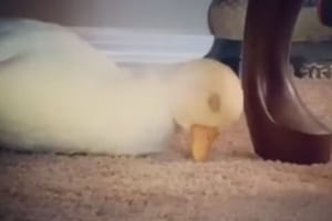 眠りに落ちていくアヒル・・起きた瞬間の反応が、電車で寝ていて目を覚ましたオッサンのよう（笑）