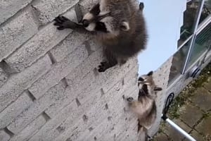 母は強し！高所から降りられない子どもを救出に向かう、母アライグマの勇気と愛に感動！