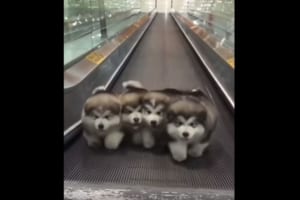 「いつまで走ればいいんだワン！？」オートスロープを逆走する姿がかわいすぎるアラスカンマラミュートの子犬たち！