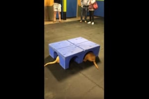 箱の下に潜り込んでいる犬たち。いったい何をしているのかと箱を上げてみると・・・、なんとも微笑ましいやりとりが行われていたようです