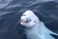 船員とラグビーボールで遊ぶシロイルカがめちゃめちゃ可愛い!イルカの賢さも改めて実感!
