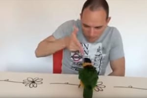 飼い主がピストルを撃つ真似をしてバーン！・・コテッと倒れるインコが演技派で面白い（笑）